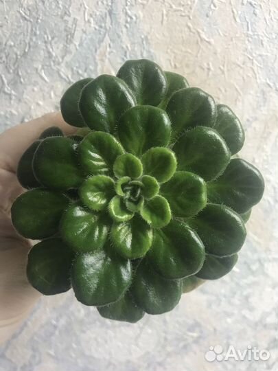 Петрокосмеи