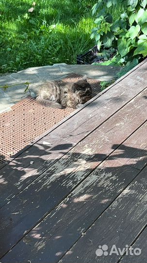Котенок бесплатно