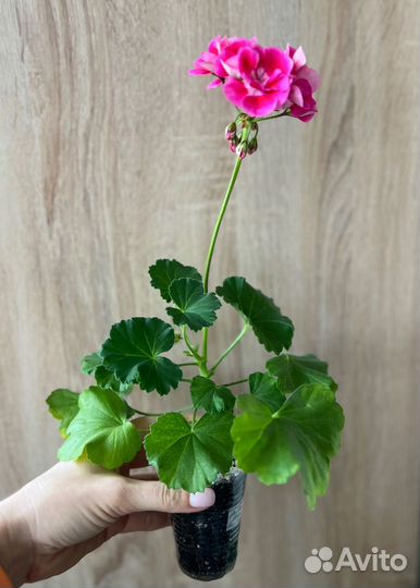 Пеларгонии сортовые, герань