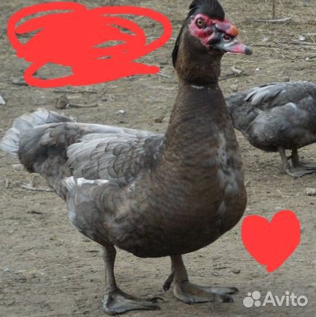 Индоутки и китайские шёлковые петухи