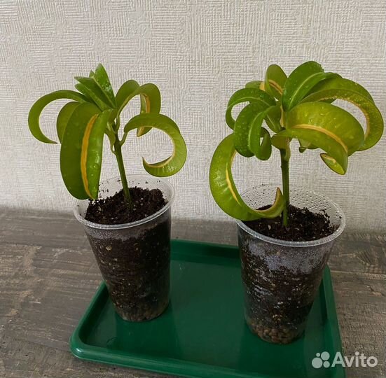 Кротон Рамс Хорн