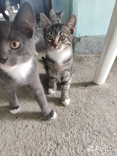 Котик в добрые руки