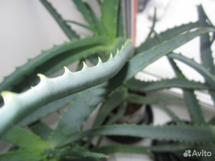 Алоэ лекарственный