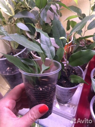 Замиокулькас фикус Бенджамина пальма драцена