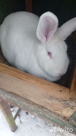 Продам кроликов