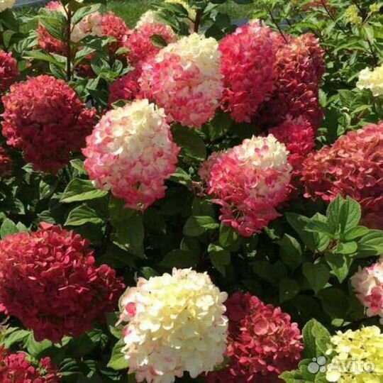 Гортензия метельчатая, крупнолистная, розы