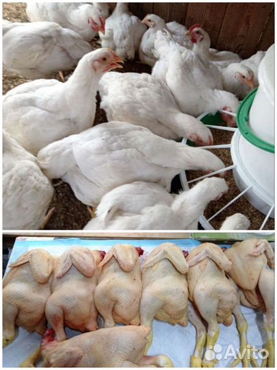 Мясо домашней птицы