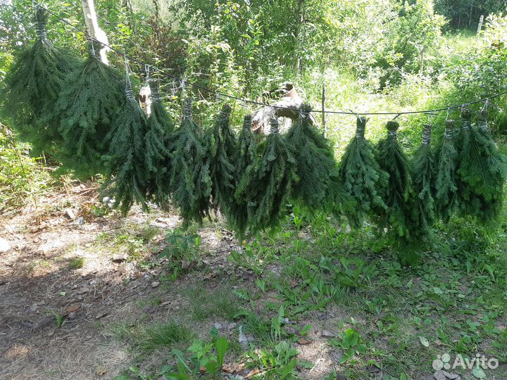Веники для бани пихта