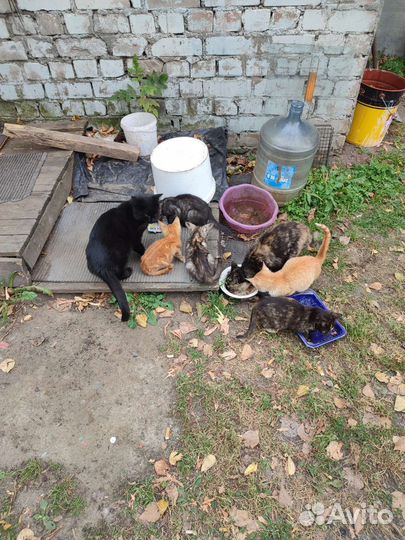 Котята в добрые руки