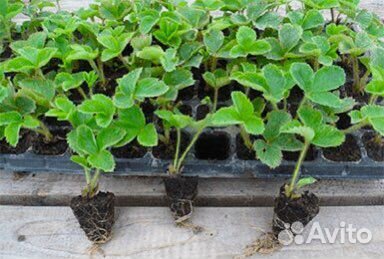 Рассада помидор, огурцы, перцы, клубника, баклажан