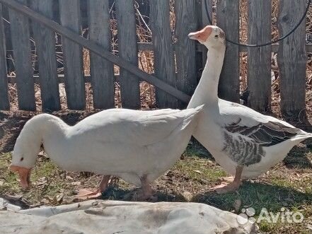 Гусыня / Гусь