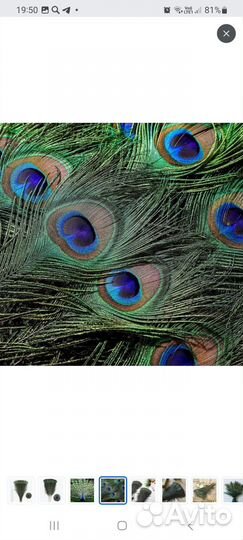Павлиньи перья перо павлина перо страуса