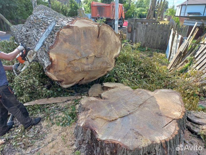 Спил деревьев