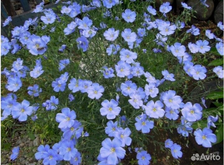 Лён многолетний