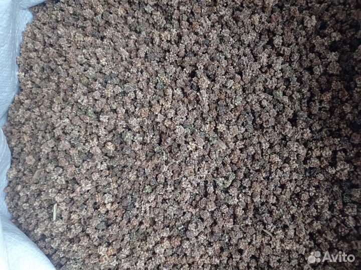 Семена кормовой свеклы