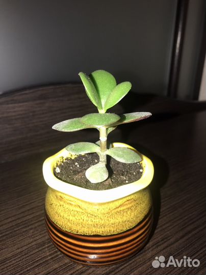 Денежное дерево (толстянка)