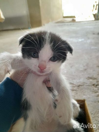 Котята бесплатно