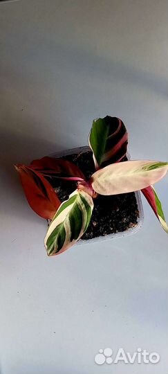 Строманта триколор