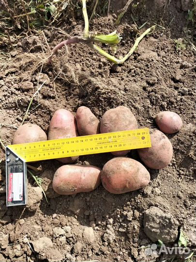 Продам картофель оптом
