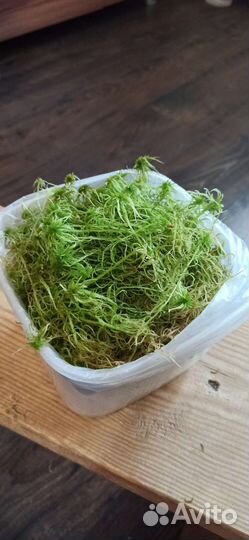 Мох сфагнум