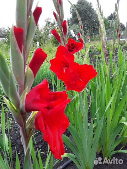 Растения для дома и сада