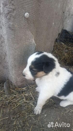 Отдам щенков