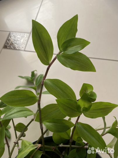 Традесканция