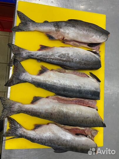 Рыба оптом. Свежий улов. Заморозка
