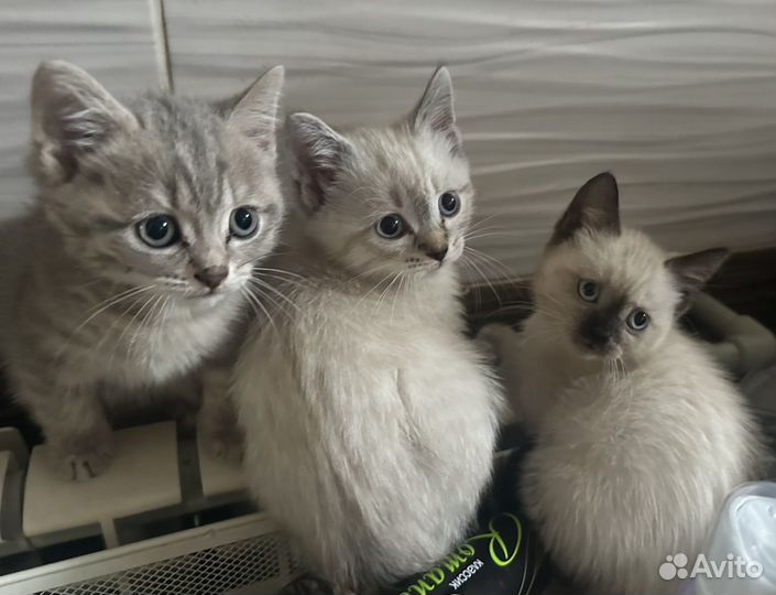 Британские котята