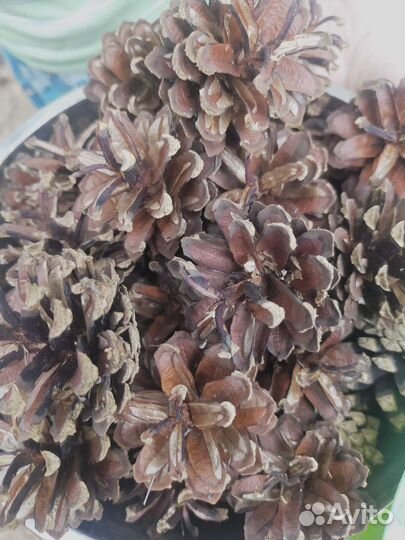 Шишки сосновые