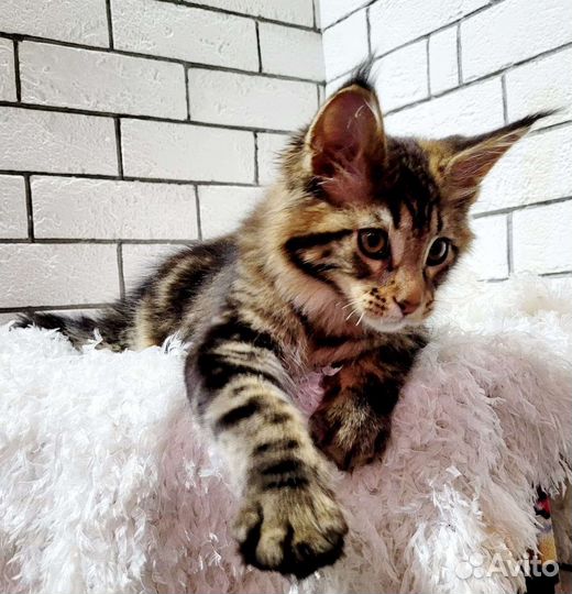 Мейн-кун из питомника