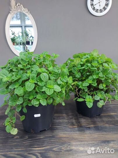 Пилея монетолистная подвесная