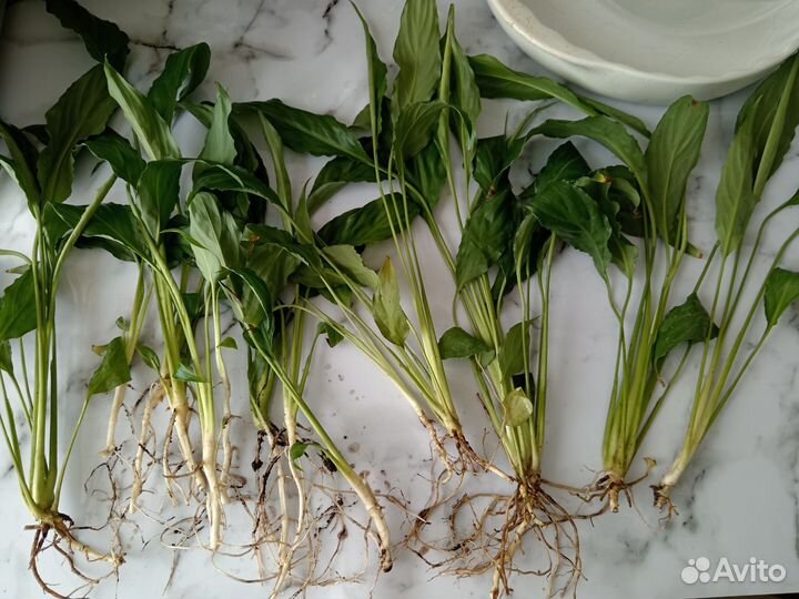 Спатифиллум женское счастье