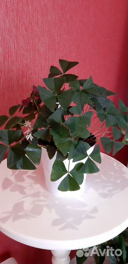 Комнатный цветок, кислица /оксалис