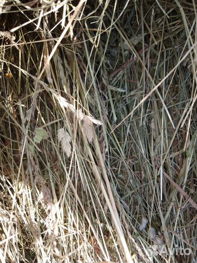 Сено для грызунов