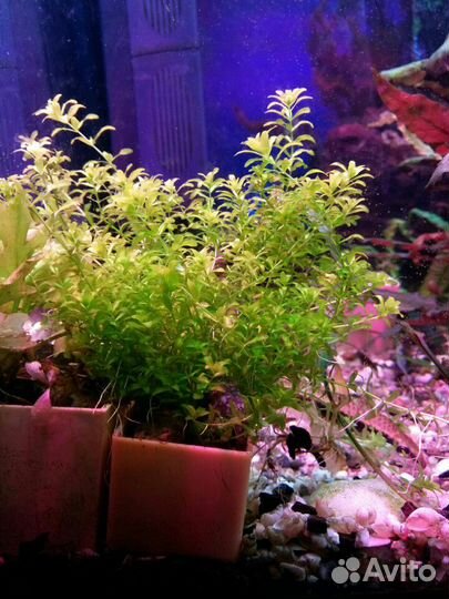 Растения, рыбы, корм. Зеленоград