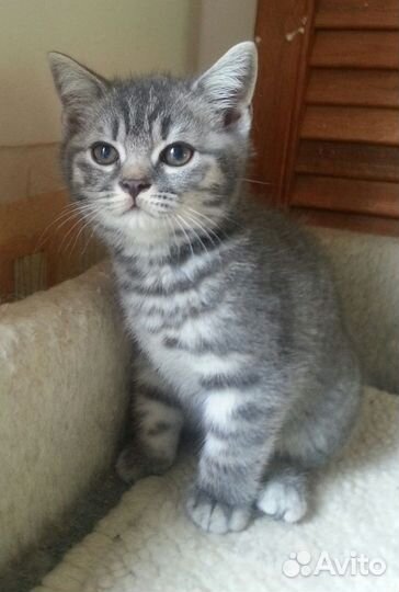 Британские гладкошерстные котята (полосатые)