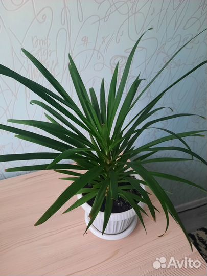 Пальма драцена