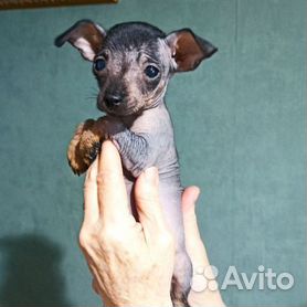 Мексиканская голая собака - Фото - страница 7 на укатлант.рф