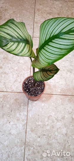 Калатея вайт стар