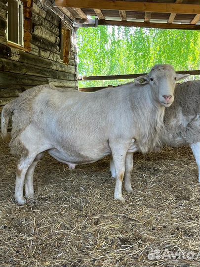 Катумские бараны