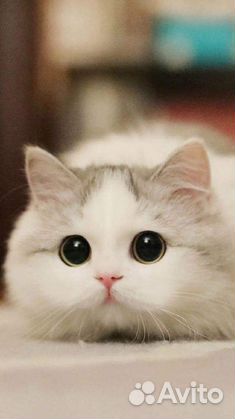 Шотландский кот вязка
