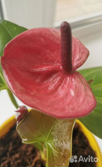 Антуриум Пурпул харт