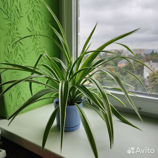 Хлорофитум