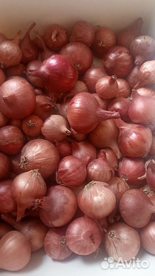 Лук сеянец красный сладкий белозерский