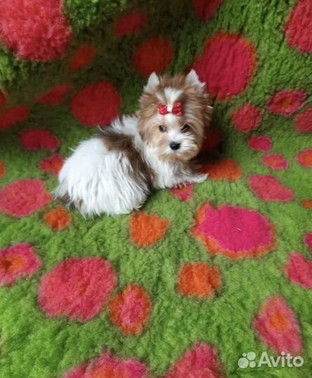 Бивер девочки