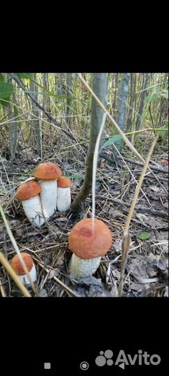 Грибы свежие подосиновики