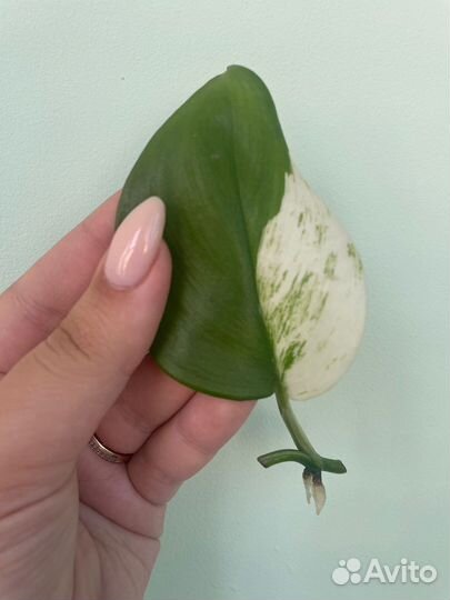 Сциндапсус мунлайт треби вар