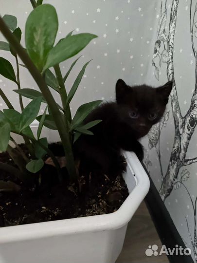 Котята в дар бесплатно