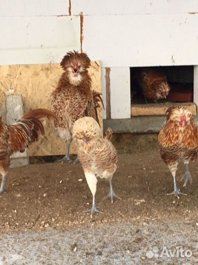 Цыплята породы Падуан в окрасе Шамоа